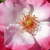 Biela - ružová - Záhonová ruža - floribunda - Occhi di Fata